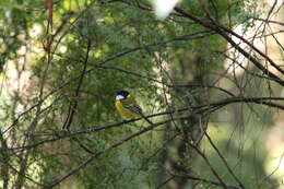 Image of Australian Golden Whistler