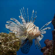 Image of Common lionfish