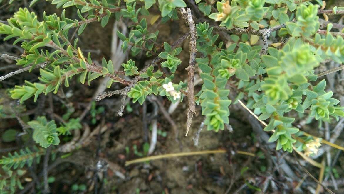 Image of Pimelea xenica C. J. Burrows