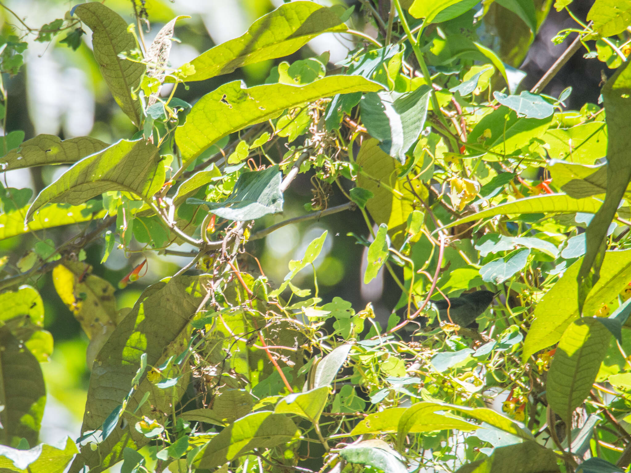 Image of Tropaeolum emarginatum Turcz.