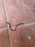 Image of Argentine Blind Snake