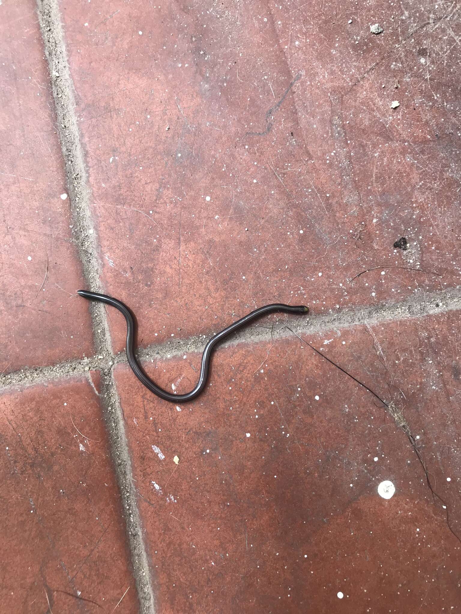 Image of Argentine Blind Snake