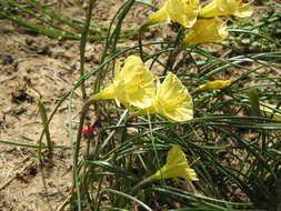Image of Narcissus romieuxii Braun-Blanq. & Maire