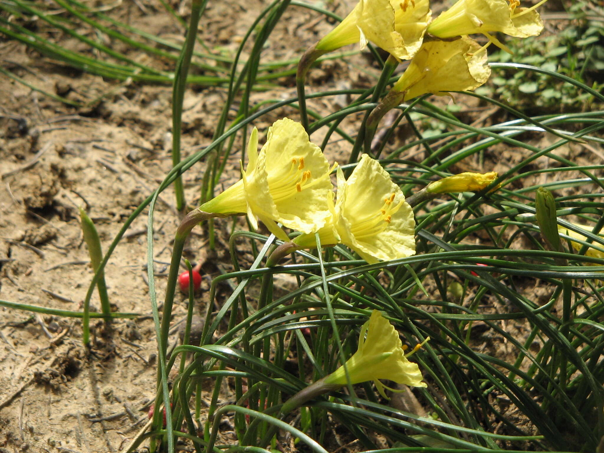 Image of Narcissus romieuxii Braun-Blanq. & Maire