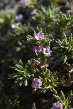 Image of matted crinklemat