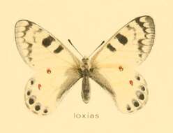 Parnassius loxias Püngeler 1901 resmi