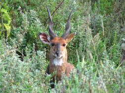 Imagem de Tragelaphus sylvaticus