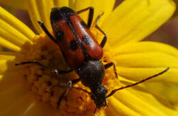 Image of Judolia scapularis (Van Dyke 1920)