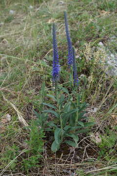 Image of spiked speedwell