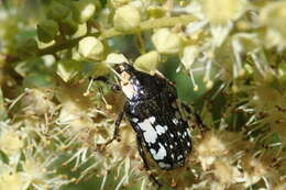 Image of Polystalactica (Leptothyrea) perroudi (Schaum 1844)