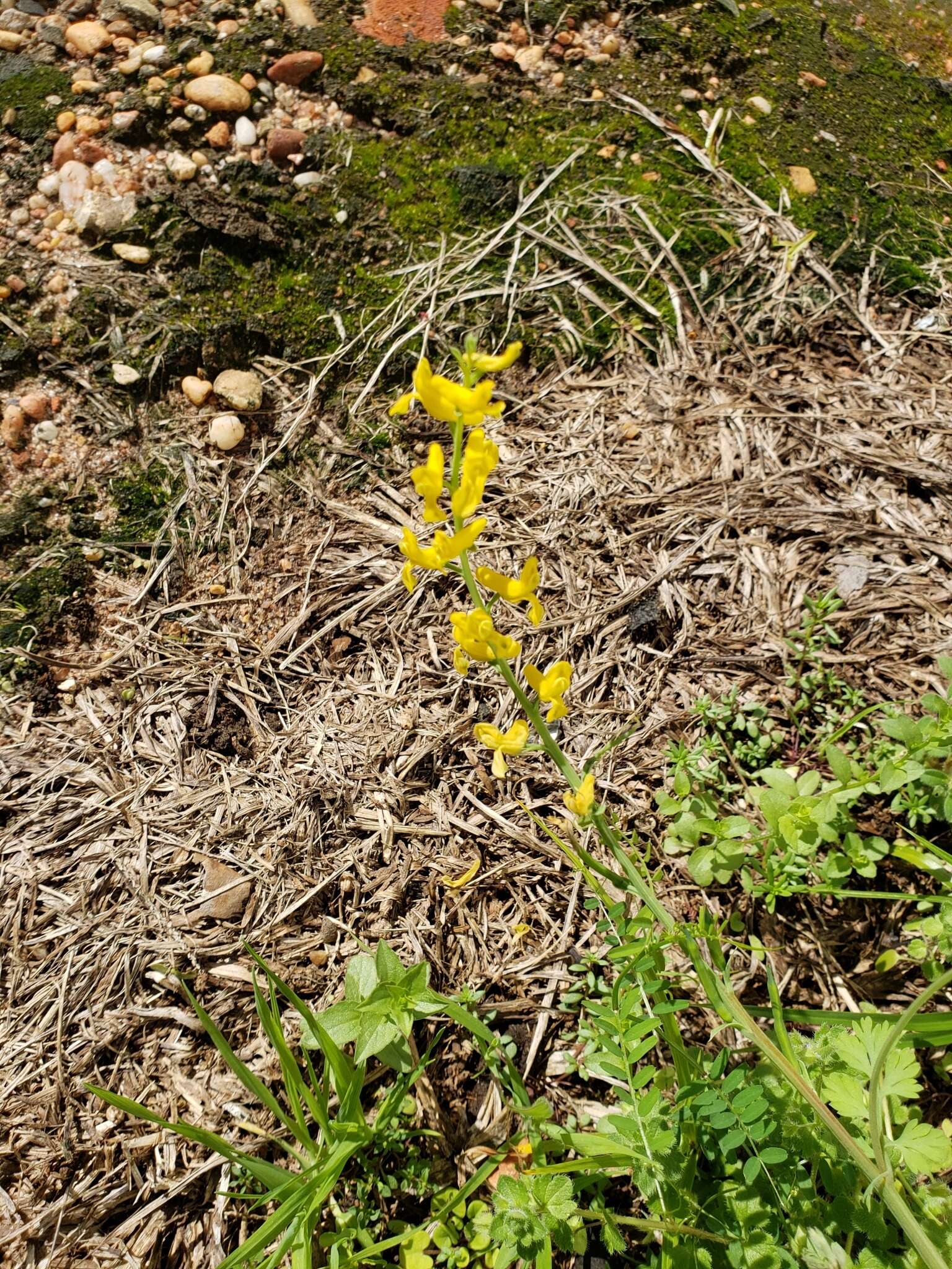 Image of smallflower fumewort