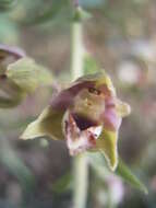 Image of Broad-leaved Helleborine