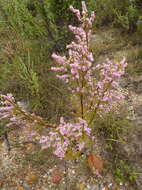 Image of Erica rosacea subsp. rosacea