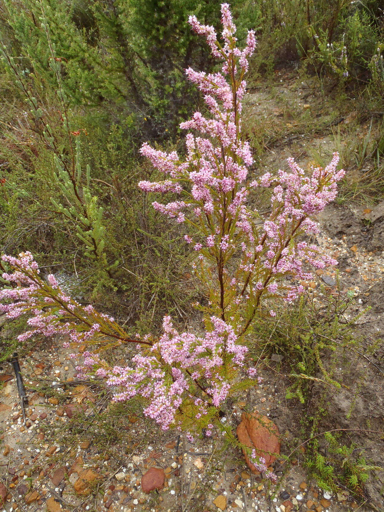 Image of Erica rosacea subsp. rosacea