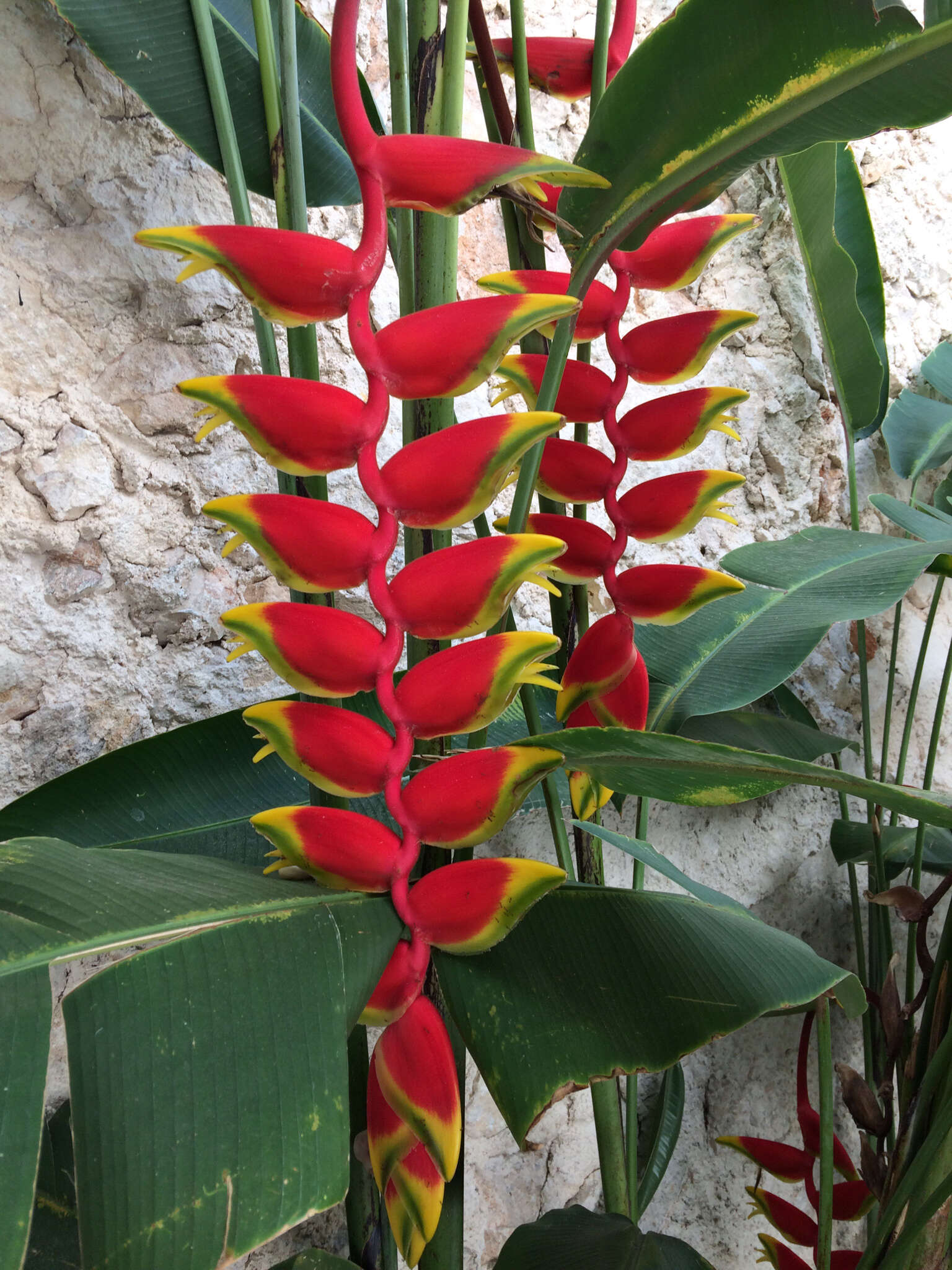 Image of false bird of paradise