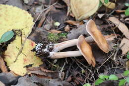 Image of Armillaria cepistipes Velen. 1920