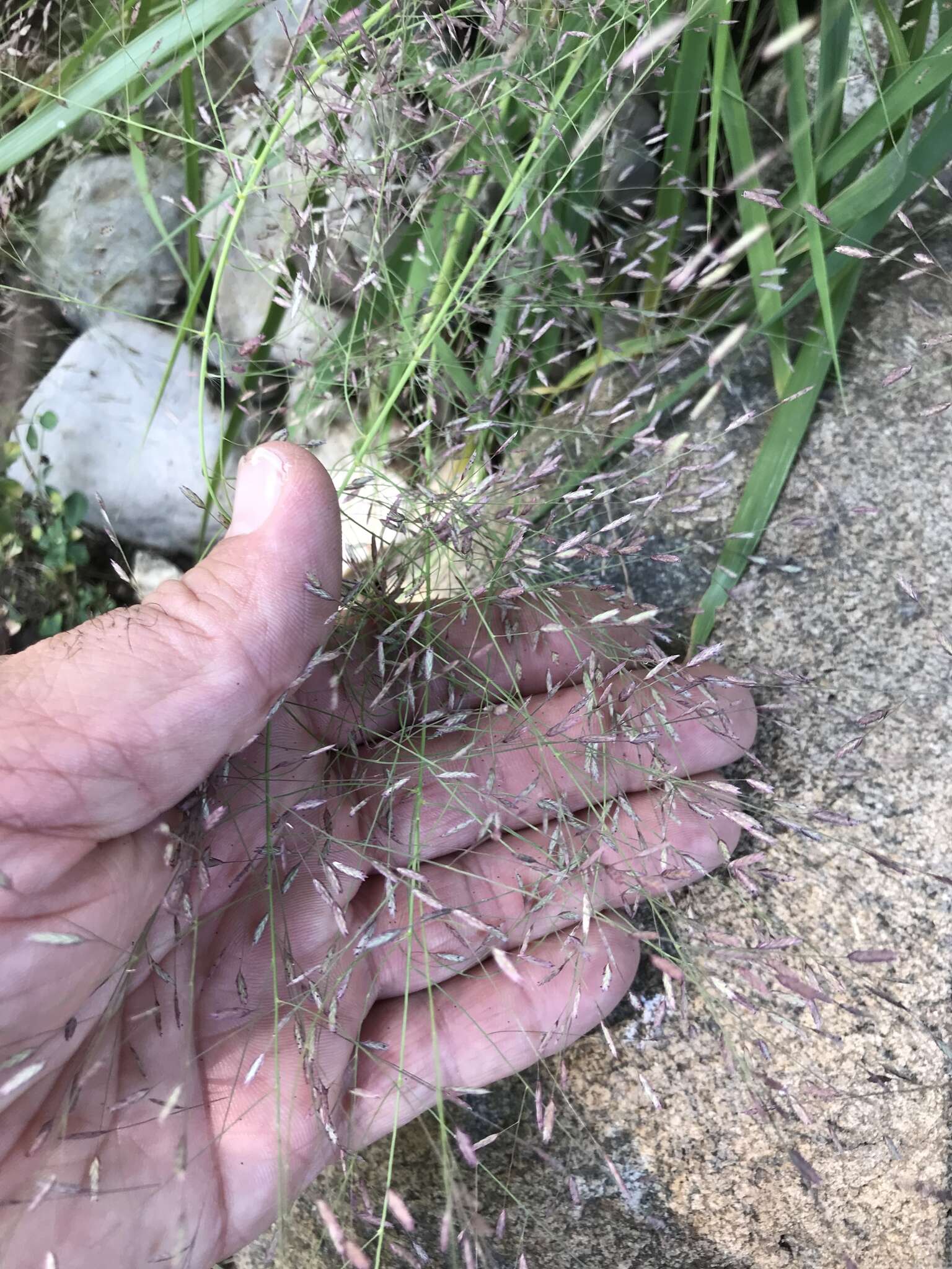 Image de Eragrostis spectabilis (Pursh) Steud.