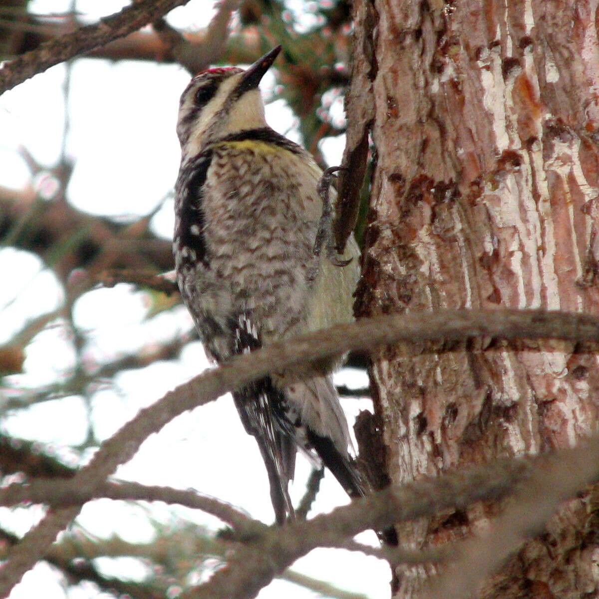 Image of Sapsucker