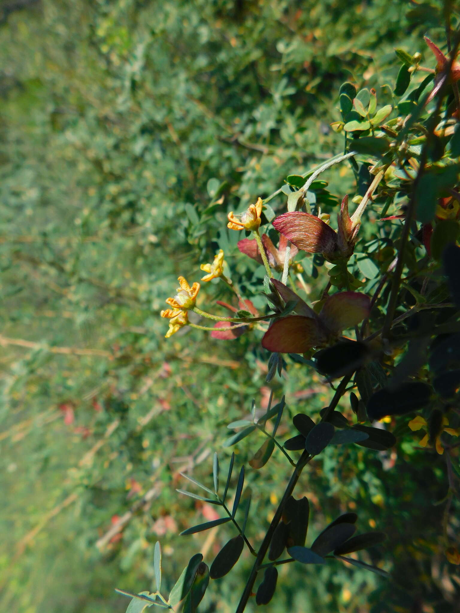 صورة Cottsia californica (Benth.) W. R. Anderson & C. Davis