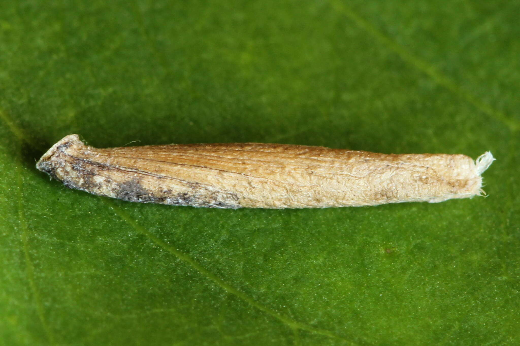 Imagem de Coleophora trochilella Duponchel 1842