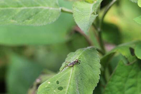 Image de Phylloscyrtus