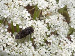 Imagem de Acmaeoderella flavofasciata flavofasciata