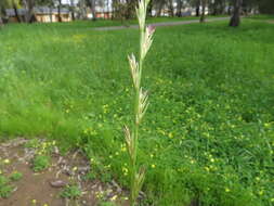 Image of Wimmera ryegrass