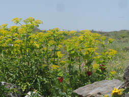 Image of Smyrnium perfoliatum subsp. rotundifolium (Mill.) Bonnier & Layens