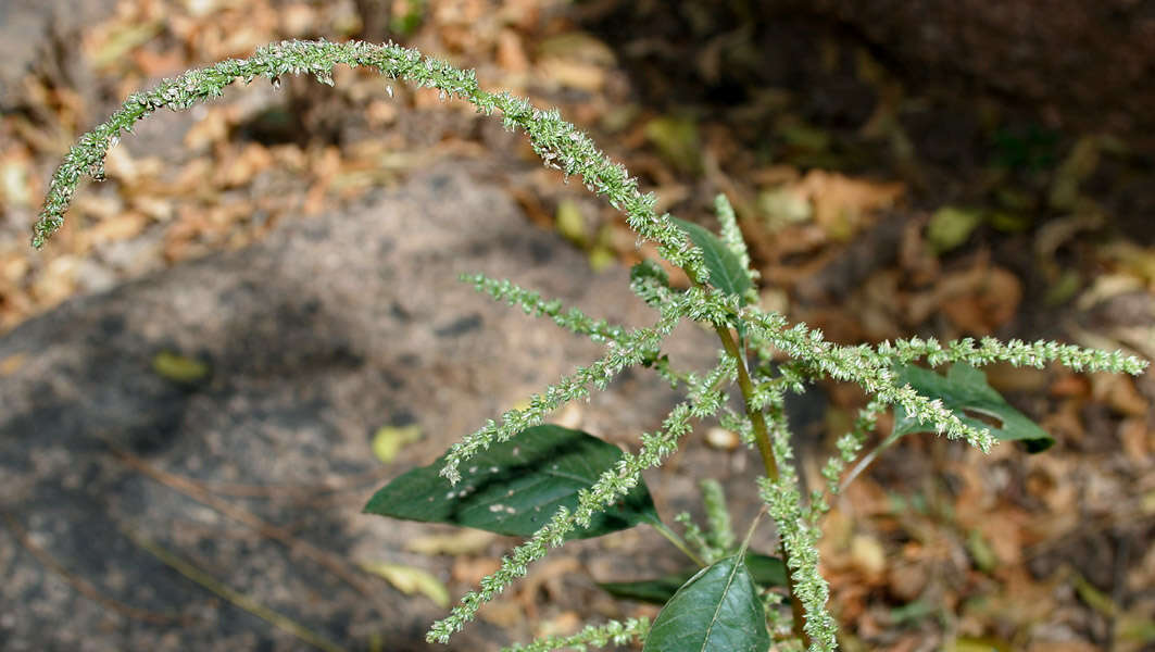 Imagem de Amaranthus viridis L.