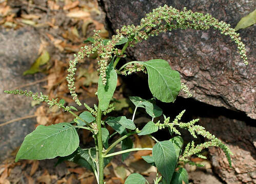 Image of slender amaranth