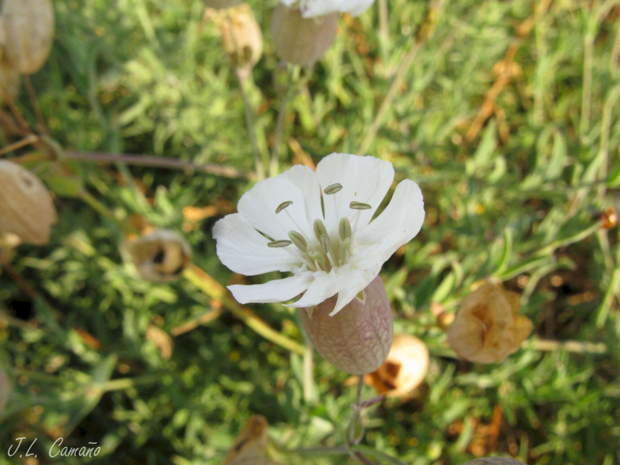 Image of Silene uniflora subsp. uniflora