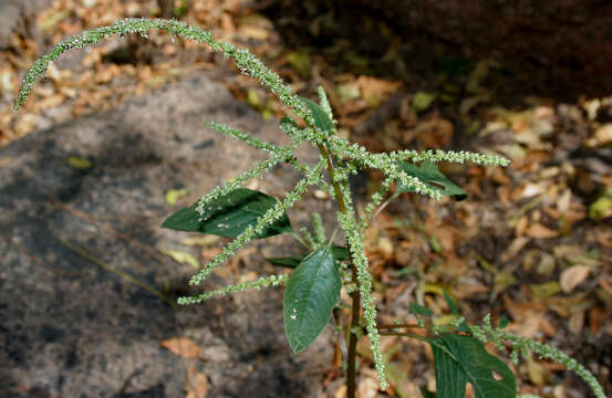 Image of slender amaranth