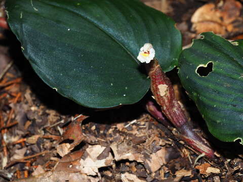 Image of Boesenbergia orbiculata R. M. Sm.