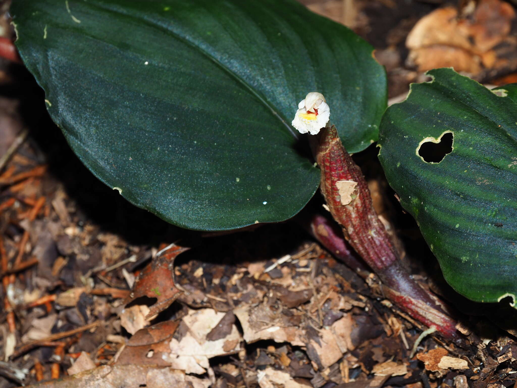 Imagem de Boesenbergia orbiculata R. M. Sm.