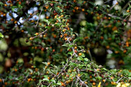 Image of Canthium coromandelicum (Burm. fil.) Alston