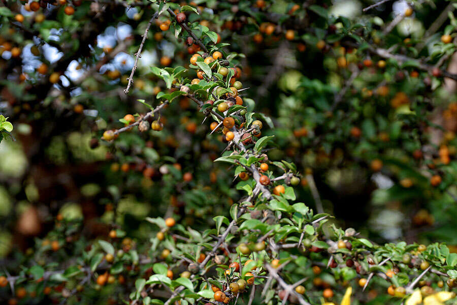 Image of Canthium coromandelicum (Burm. fil.) Alston