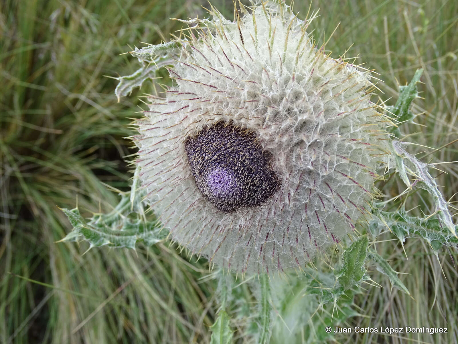 Image of Cirsium nivale (Kunth) Sch. Bip.