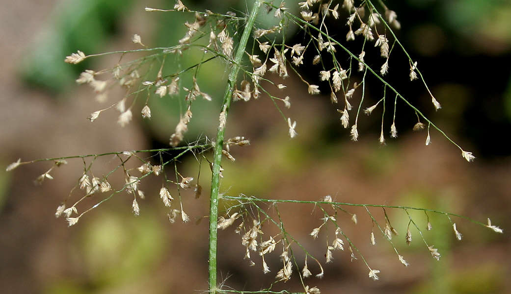 Image of Feather Love Grass