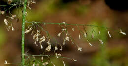 Image of Feather Love Grass