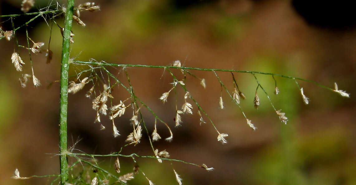 Image of Feather Love Grass