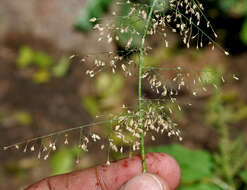 Image of Feather Love Grass