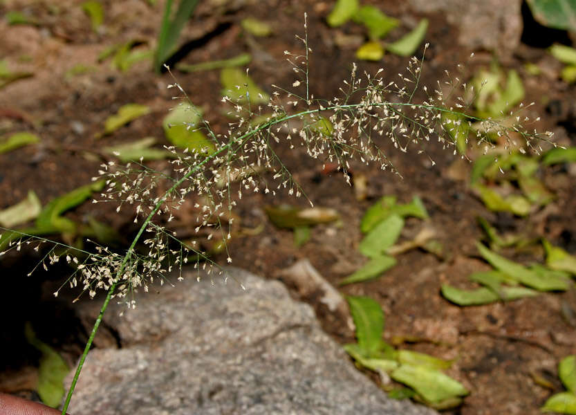 Image of Feather Love Grass