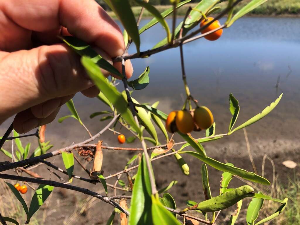 Image of Elaeodendron australe var. angustifolium Benth.