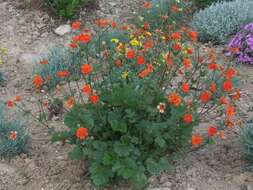 Image of Geum coccineum Sibth. & Sm.