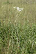 Image of ovateleaf cacalia