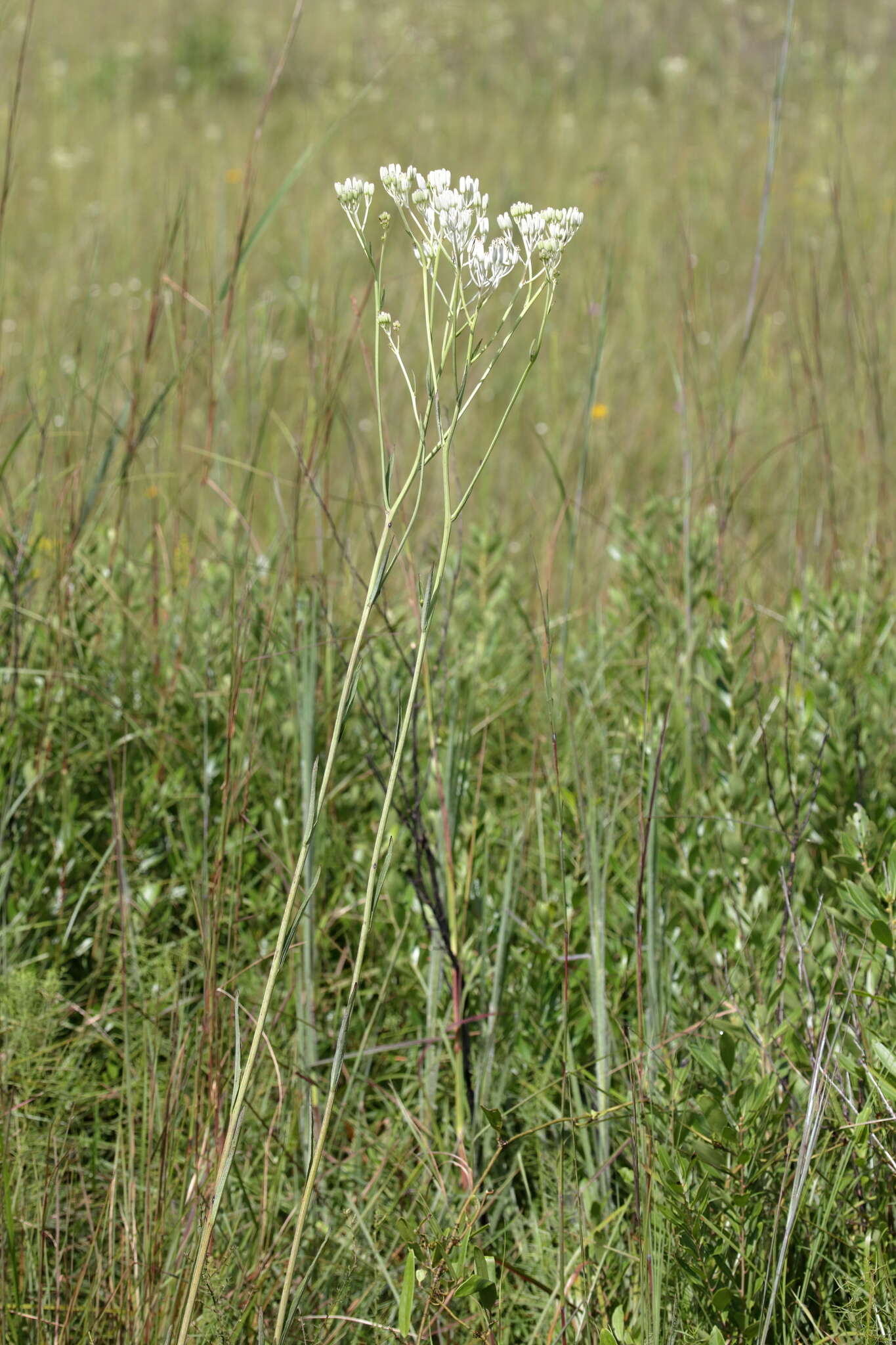 Image of ovateleaf cacalia