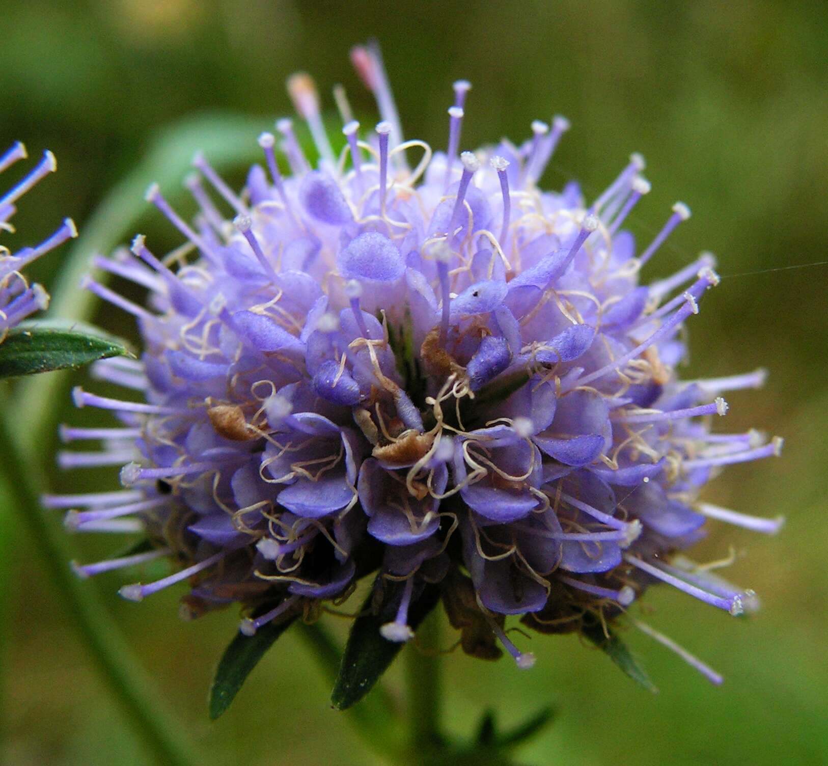 Image of Devil’s Bit Scabious