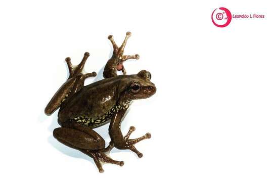 Image of northern streamside tree frog