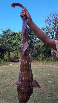 Image of Bluespotted bambooshark