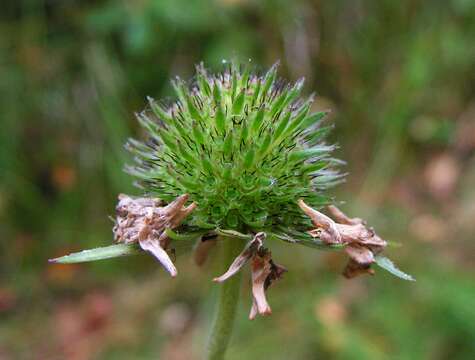 Image of Devil’s Bit Scabious